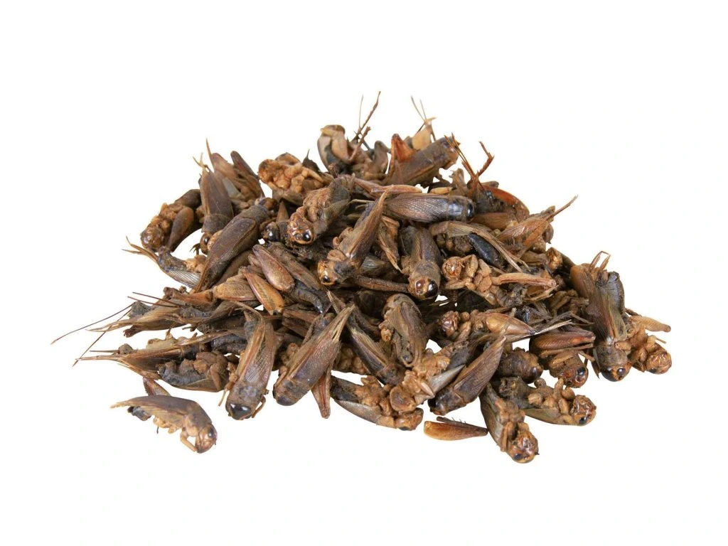 Sušený cvrček - 60g