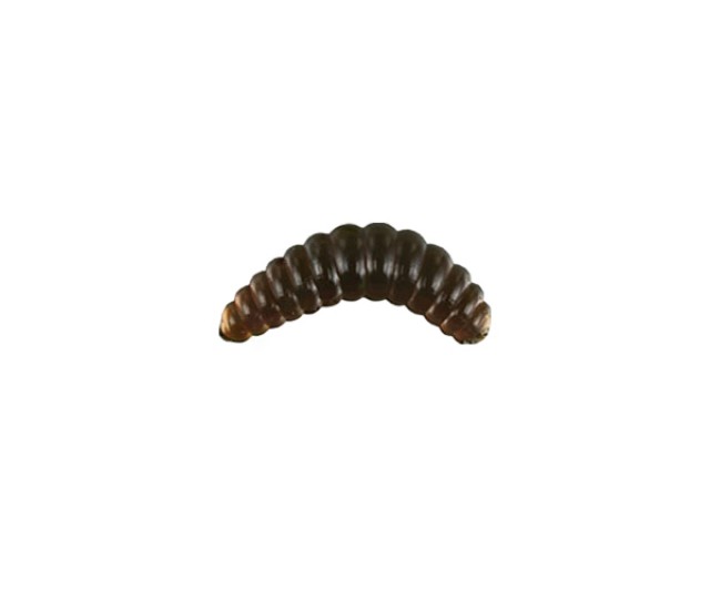 Nomura Crawler 2,6cm 0,7g f.053 12ks/bal